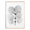Fine Little Day Katsura poster 70x100 cm