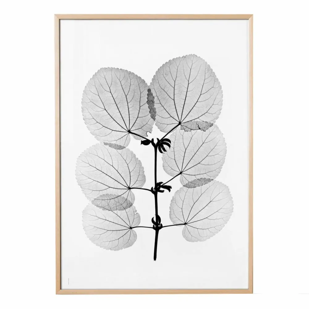 Fine Little Day Katsura poster 70x100 cm