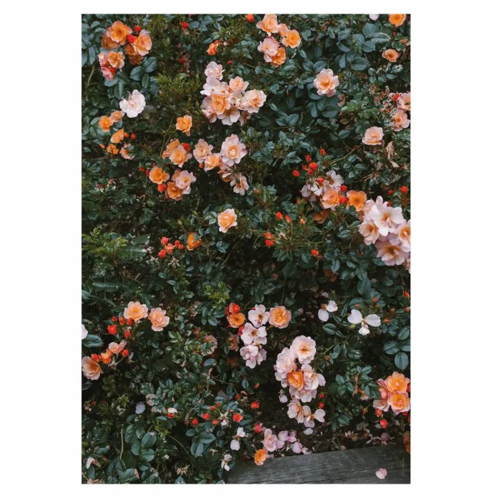 Hot Fine Little Day Rose poster 70x100 cm