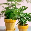 Bergs Potter Simona kruka glaserad Ø12 cm Yellow