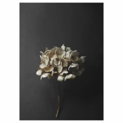 Paper Collective Still Life 04 Hydrangea poster 50x70 cm